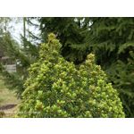 Zdjęcia użytkowników Oppo Reno 3 CPH2043