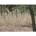 Zdjęcia użytkowników Oppo Reno 3 CPH2043