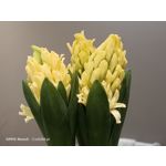 Zdjęcia użytkowników Oppo Reno 3 CPH2043