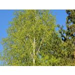 Zdjęcia użytkowników Oppo Reno 3 CPH2043