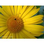 Zdjęcia użytkowników Oppo Reno 3 CPH2043