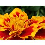 Zdjęcia użytkowników Oppo Reno 3 CPH2043