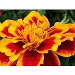 Zdjęcia użytkowników Oppo Reno 3 CPH2043