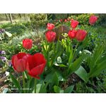 Zdjęcia użytkowników Oppo Reno 3 CPH2043