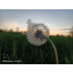 Zdjęcia użytkowników Oppo Reno 3 CPH2043