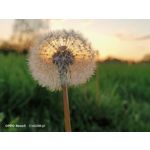 Zdjęcia użytkowników Oppo Reno 3 CPH2043