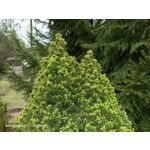 Zdjęcia użytkowników Oppo Reno 3 CPH2043