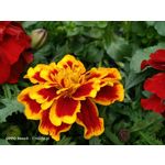 Zdjęcia użytkowników Oppo Reno 3 CPH2043