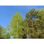 Zdjęcia użytkowników Oppo Reno 3 CPH2043