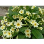 Zdjęcia użytkowników Oppo Reno 3 CPH2043