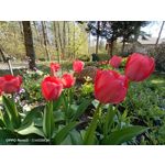 Zdjęcia użytkowników Oppo Reno 3 CPH2043