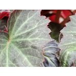 Zdjęcia użytkowników Oppo Reno 3 CPH2043