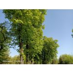 Zdjęcia użytkowników Oppo Reno 3 CPH2043