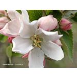 Zdjęcia użytkowników Oppo Reno 3 CPH2043