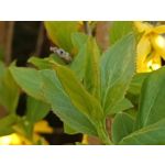 Zdjęcia użytkowników Oppo Reno 3 CPH2043