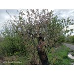 Zdjęcia użytkowników Oppo Reno 3 CPH2043