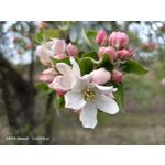 Zdjęcia użytkowników Oppo Reno 3 CPH2043