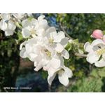 Zdjęcia użytkowników Oppo Reno 3 CPH2043