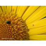 Zdjęcia użytkowników Oppo Reno 3 CPH2043