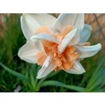 Zdjęcia użytkowników Oppo Reno 3 CPH2043