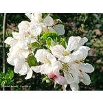 Zdjęcia użytkowników Oppo Reno 3 CPH2043