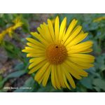 Zdjęcia użytkowników Oppo Reno 3 CPH2043