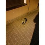 Zdjęcia użytkowników Oppo Reno 6 5G Zdjęcia użytkowników Oppo Reno 6 5G