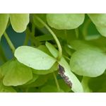 Zdjęcia użytkowników Oppo Reno 6 5G Zdjęcia użytkowników Oppo Reno 6 5G