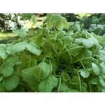 Zdjęcia użytkowników Oppo Reno 6 5G Zdjęcia użytkowników Oppo Reno 6 5G