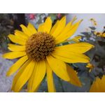 Zdjęcia użytkowników Oppo Reno 6 5G Zdjęcia użytkowników Oppo Reno 6 5G