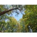 Zdjęcia użytkowników Oppo Reno 6 5G Zdjęcia użytkowników Oppo Reno 6 5G