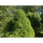 Zdjęcia użytkowników Oppo Reno 6 5G Zdjęcia użytkowników Oppo Reno 6 5G