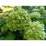 Zdjęcia użytkowników Oppo Reno 6 5G Zdjęcia użytkowników Oppo Reno 6 5G