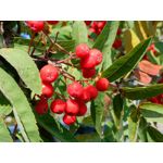 Zdjęcia użytkowników Oppo Reno 6 5G Zdjęcia użytkowników Oppo Reno 6 5G