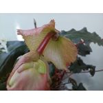 Zdjęcia użytkowników Oppo Reno 6 5G Zdjęcia użytkowników Oppo Reno 6 5G