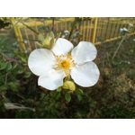 Zdjęcia użytkowników Oppo Reno 6 5G Zdjęcia użytkowników Oppo Reno 6 5G