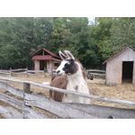 Zdjęcia użytkowników Oppo Reno Z