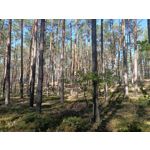 Zdjęcia użytkowników Oppo Reno Z