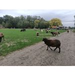 Zdjęcia użytkowników Oppo Reno Z