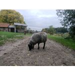 Zdjęcia użytkowników Oppo Reno Z