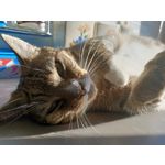 Zdjęcia użytkowników Oppo Reno Z