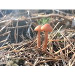 Zdjęcia użytkowników Oppo Reno Z