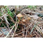 Zdjęcia użytkowników Oppo Reno10