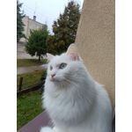 Zdjęcia użytkowników Oppo Reno10