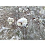 Zdjęcia użytkowników Oppo A6 Pro 5G CPH2781