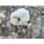 Zdjęcia użytkowników Oppo A6 Pro 5G CPH2781