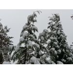 Zdjęcia użytkowników Oppo A6 Pro 5G CPH2781