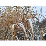 Zdjęcia użytkowników Oppo A6 Pro 5G CPH2781