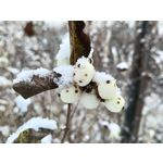 Zdjęcia użytkowników Oppo A6 Pro 5G CPH2781