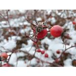 Zdjęcia użytkowników Oppo A6 Pro 5G CPH2781